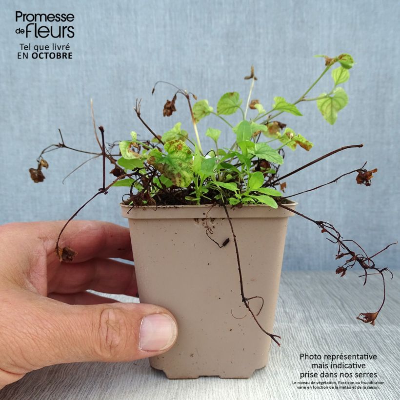Viola reichenbachiana  8/9 cm pot sample as delivered in autumn