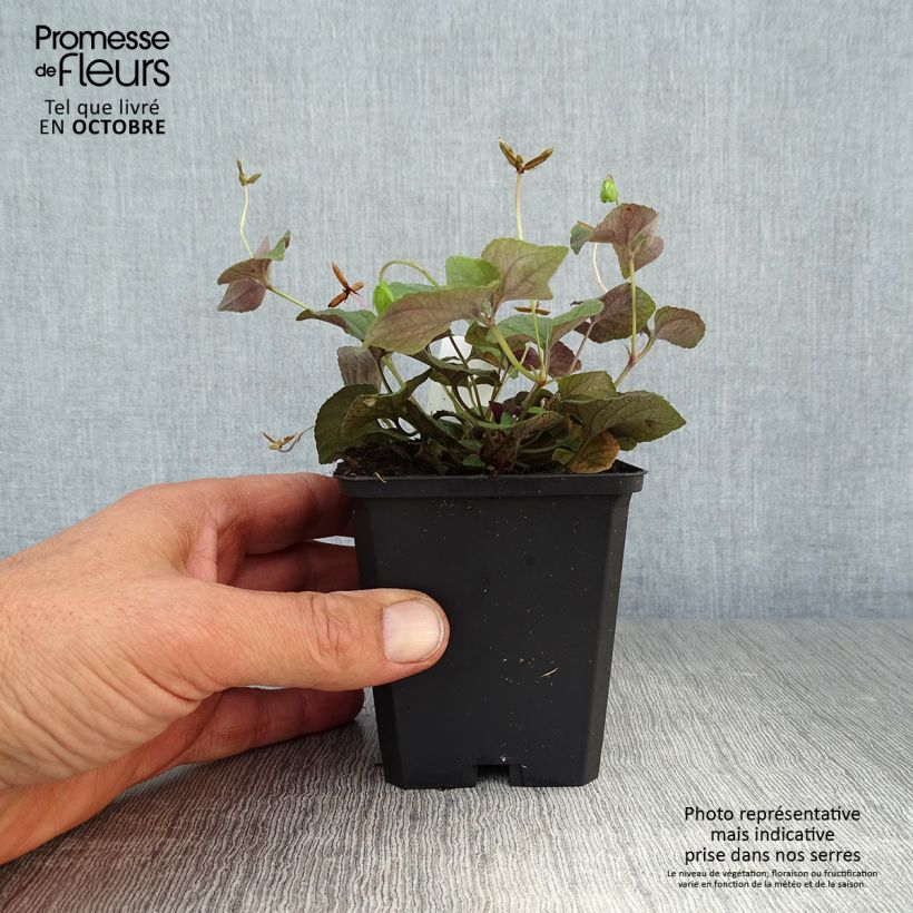 Viola riviniana var. purpurea  8/9 cm pot sample as delivered in autumn