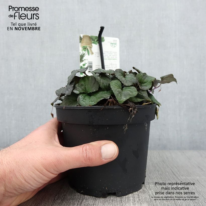 Viola riviniana var. purpurea  1.5L/2L pot sample as delivered in autumn