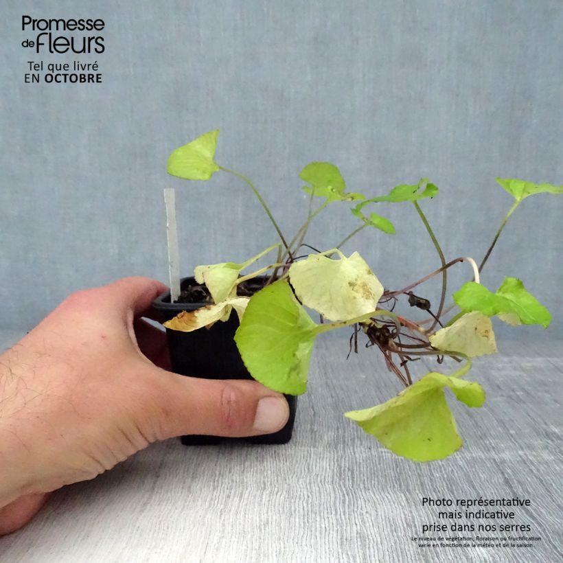 Viola x odorata Mrs Pinehurst 8/9 cm pot sample as delivered in autumn