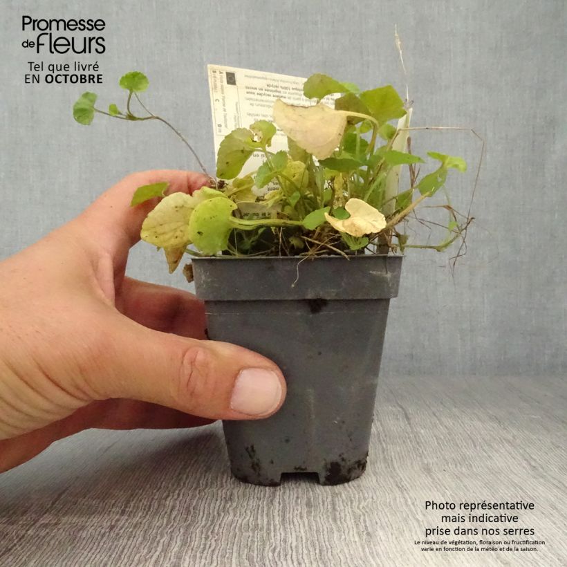 Viola suavis Parme de Toulouse 8/9 cm pot sample as delivered in autumn