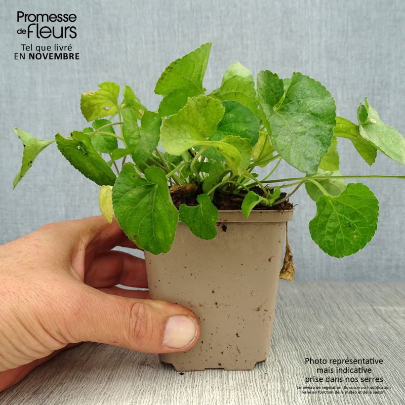 Viola odorata Alba 8/9 cm pot sample as delivered in autumn