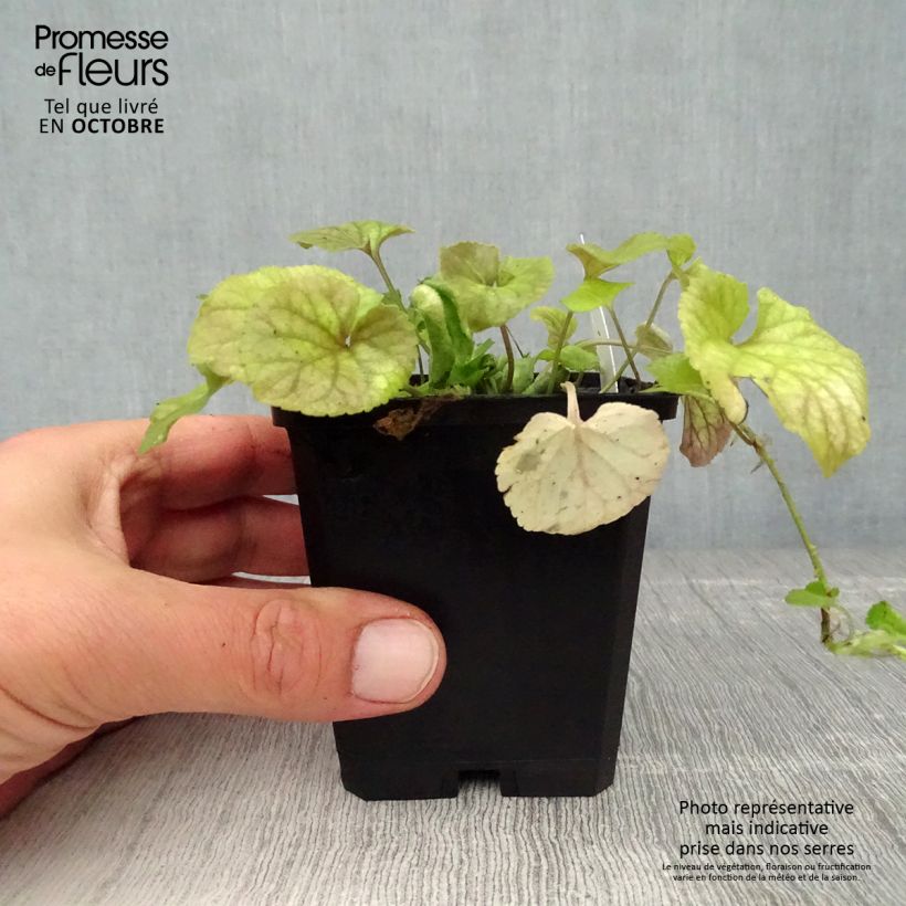 Viola odorata 8/9 cm pot sample as delivered in autumn