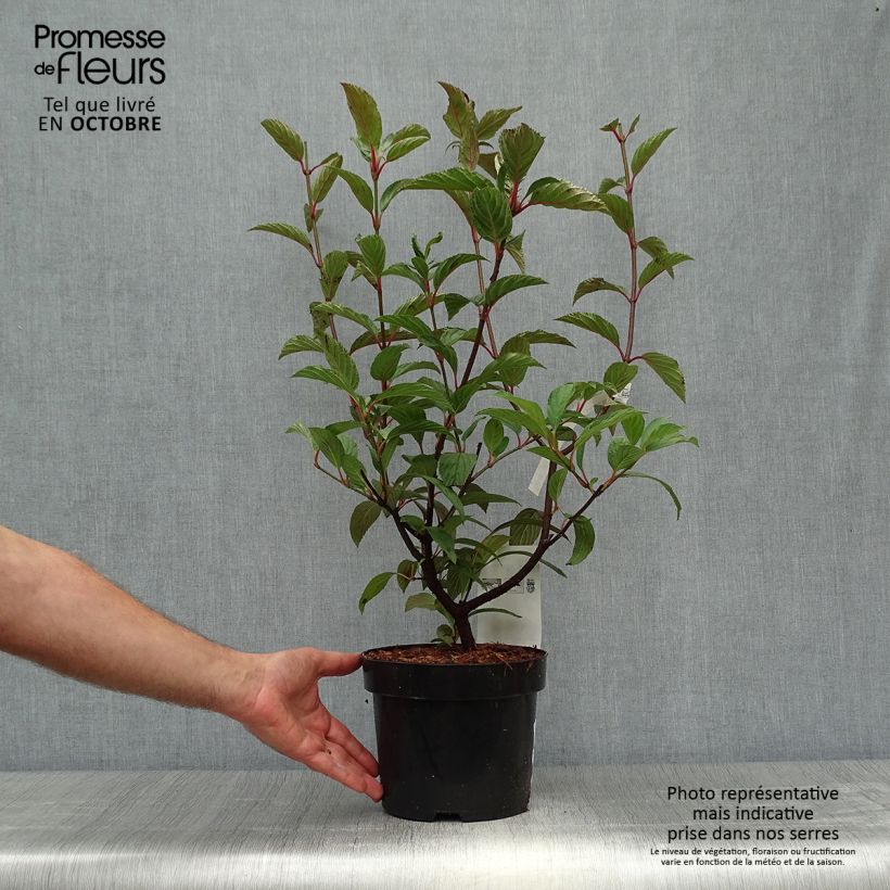 Viburnum bodnantense Charles Lamont 3L/4L pot sample as delivered in autumn