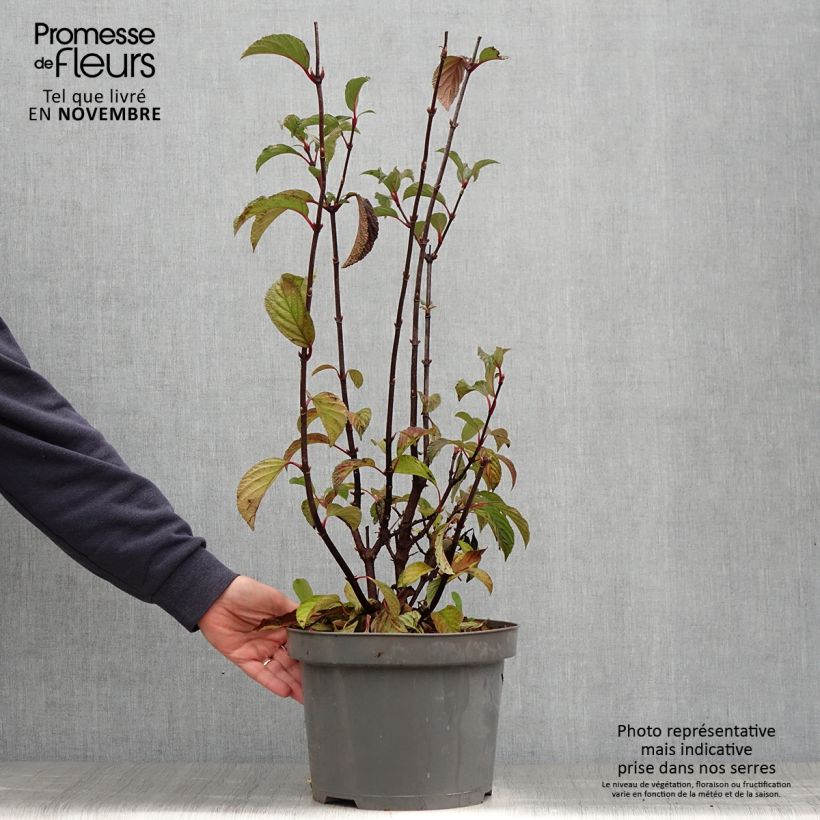 Viburnum bodnantense Dawn 6L/7L pot sample as delivered in autumn