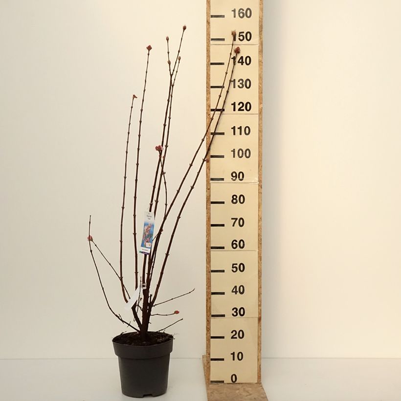 Viburnum bodnantense Dawn 7.5L/10L pot sample as delivered in winter