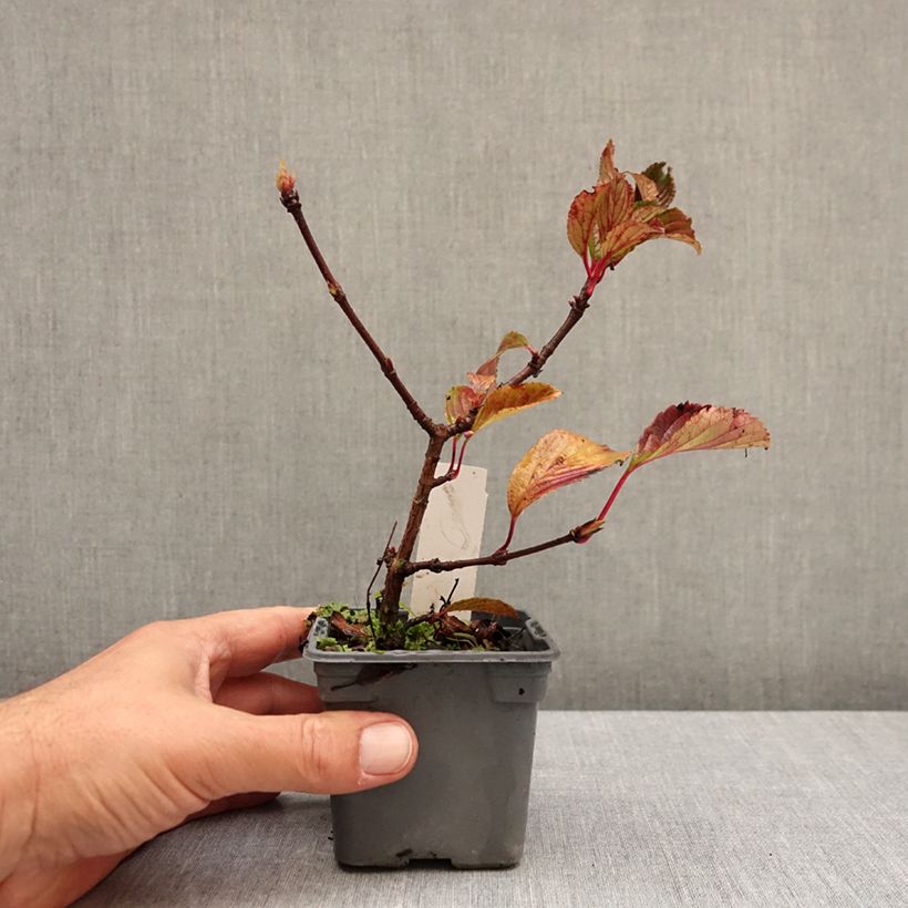 Viburnum farreri 8/9 cm pot sample as delivered in autumn