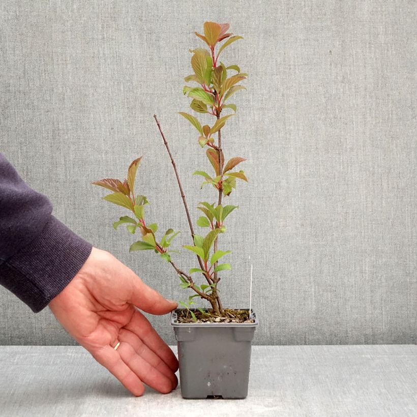 Viburnum farreri 8/9 cm pot sample as delivered in spring