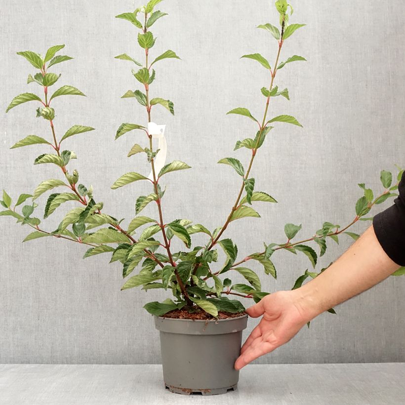 Viburnum farreri 2L/3L pot sample as delivered in summer