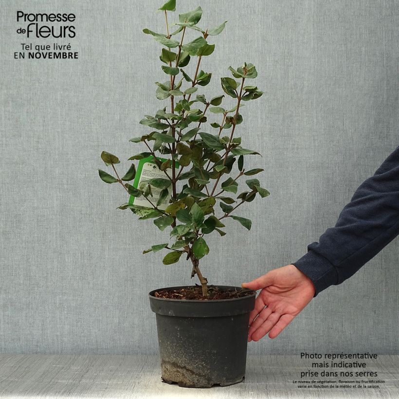 Viburnum  burkwoodii Anne Russell 3L/4L pot sample as delivered in autumn