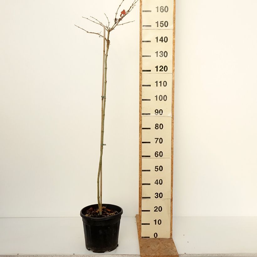 Viburnum plicatum f. tomentosum Cascade - Japanese Snowball 7.5L/10L pot, Standard sample as delivered in autumn