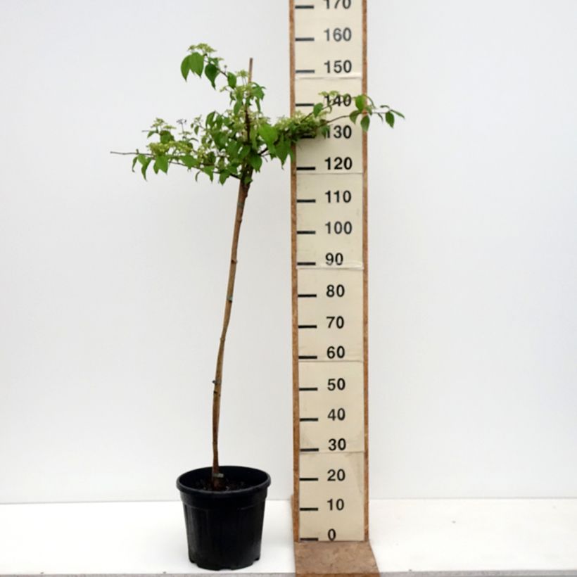 Viburnum plicatum f. tomentosum Cascade - Japanese Snowball 7.5L/10L pot, Standard sample as delivered in spring