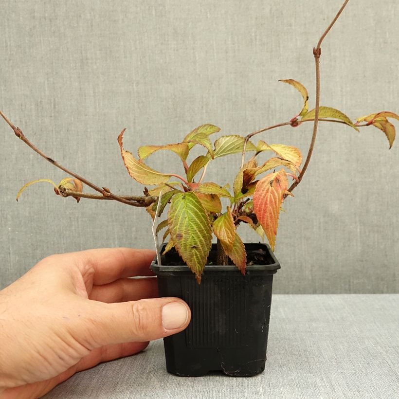 Viburnum plicatum Kilimanjaro Sunrise 8/9 cm pot sample as delivered in autumn