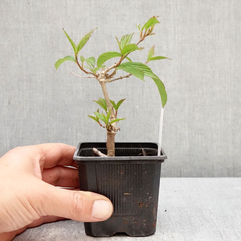 Viburnum plicatum Kilimanjaro Sunrise 8/9 cm pot sample as delivered in spring