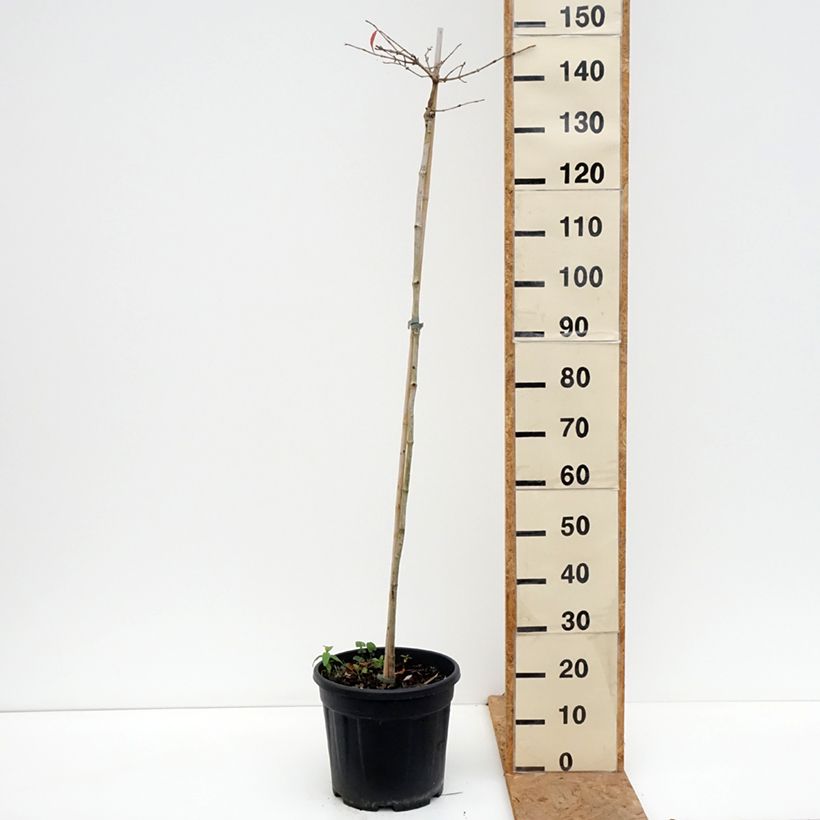 Viburnum plicatum Mariesii 7.5L/10L pot, Standard sample as delivered in autumn