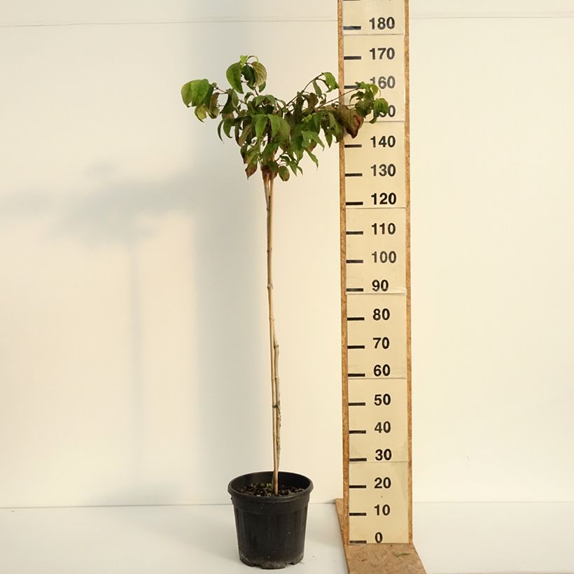 Viburnum plicatum Mariesii 7.5L/10L pot sample as delivered in summer