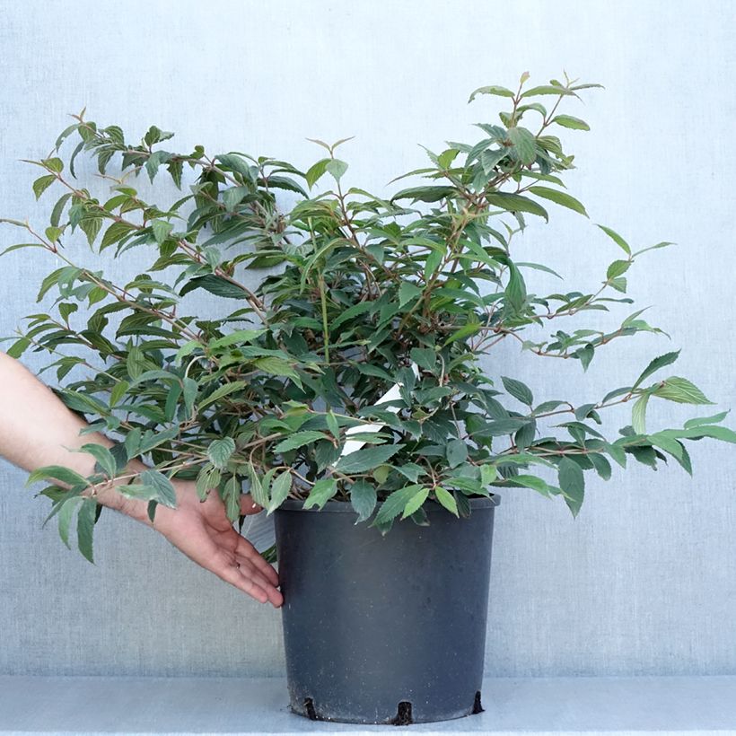 Viburnum plicatum f. tomentosum Molly Schroeder 7.5L/10L pot sample as delivered in summer