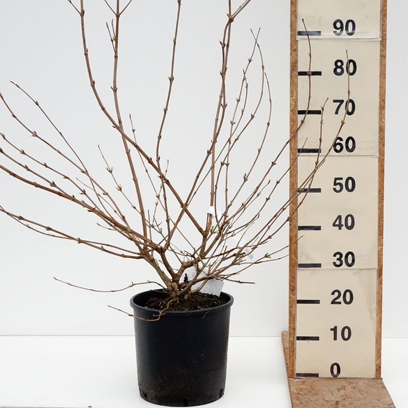 Viburnum plicatum mariesii Shasta 7.5L/10L pot sample as delivered in winter