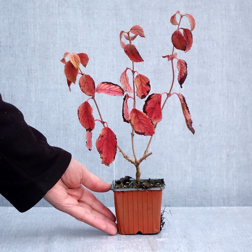 Viburnum plicatum Tomentosum 8/9 cm pot sample as delivered in autumn