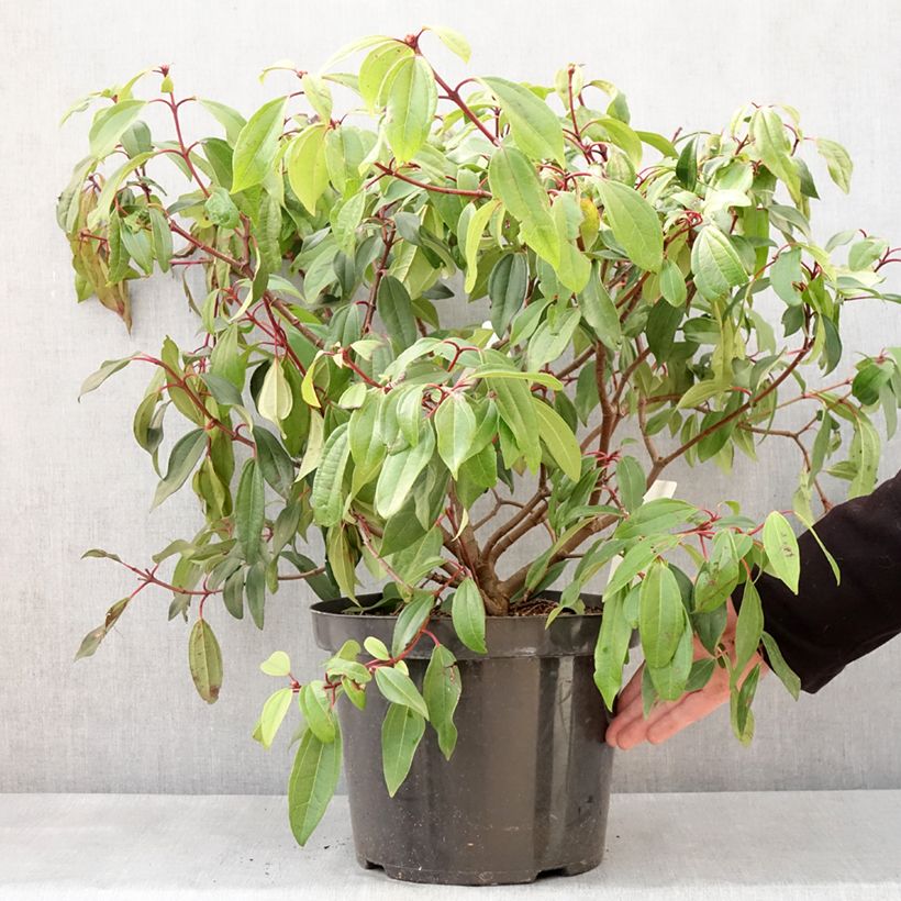 Viburnum davidii Angustifolium 7.5L/10L pot sample as delivered in winter