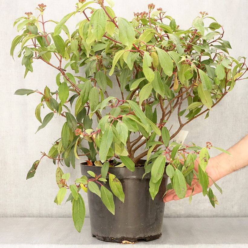 Viburnum davidii Angustifolium 7.5L/10L pot sample as delivered in spring