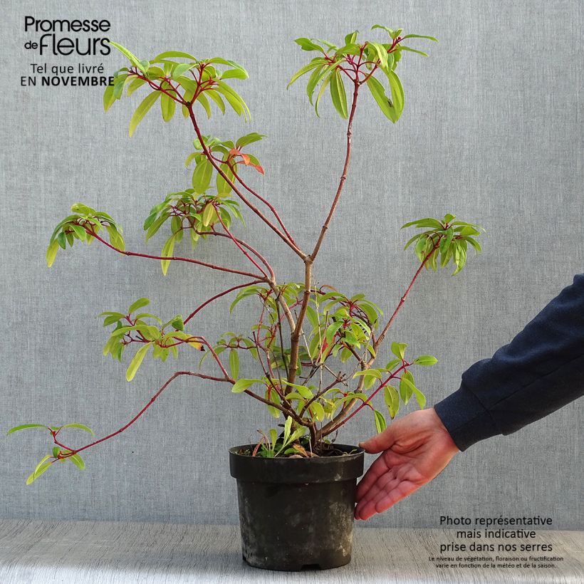 Viburnum davidii Angustifolium 3L/4L pot sample as delivered in autumn