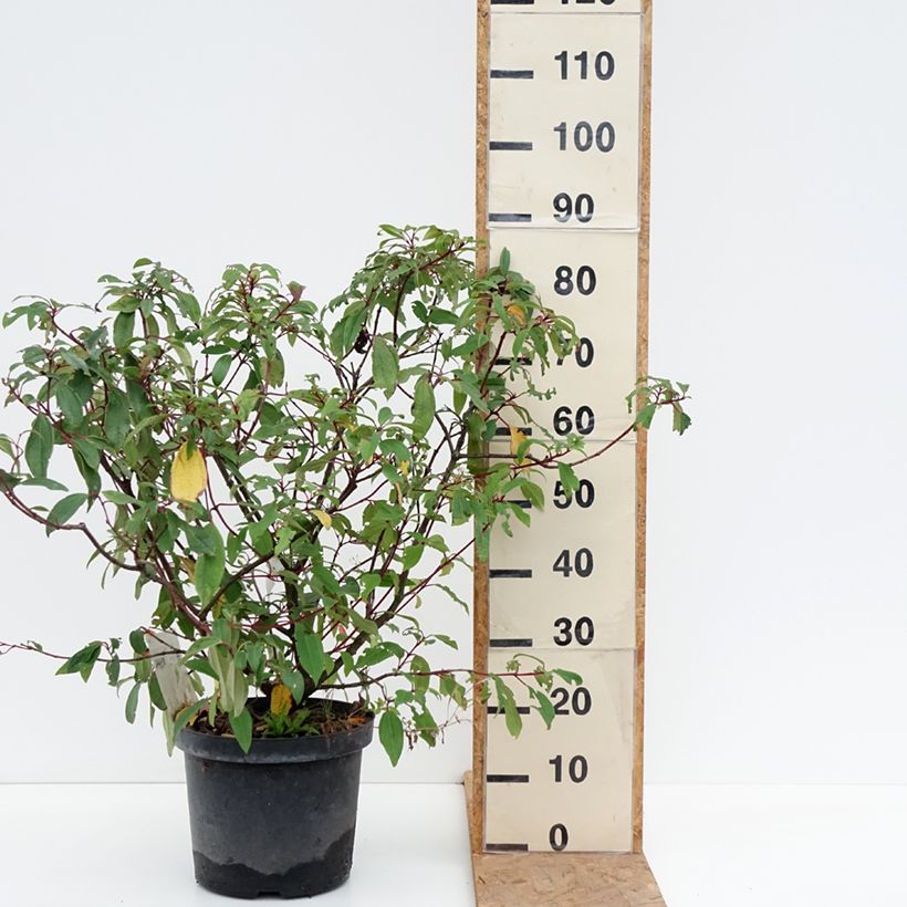Viburnum davidii Angustifolium 7.5L/10L pot sample as delivered in autumn