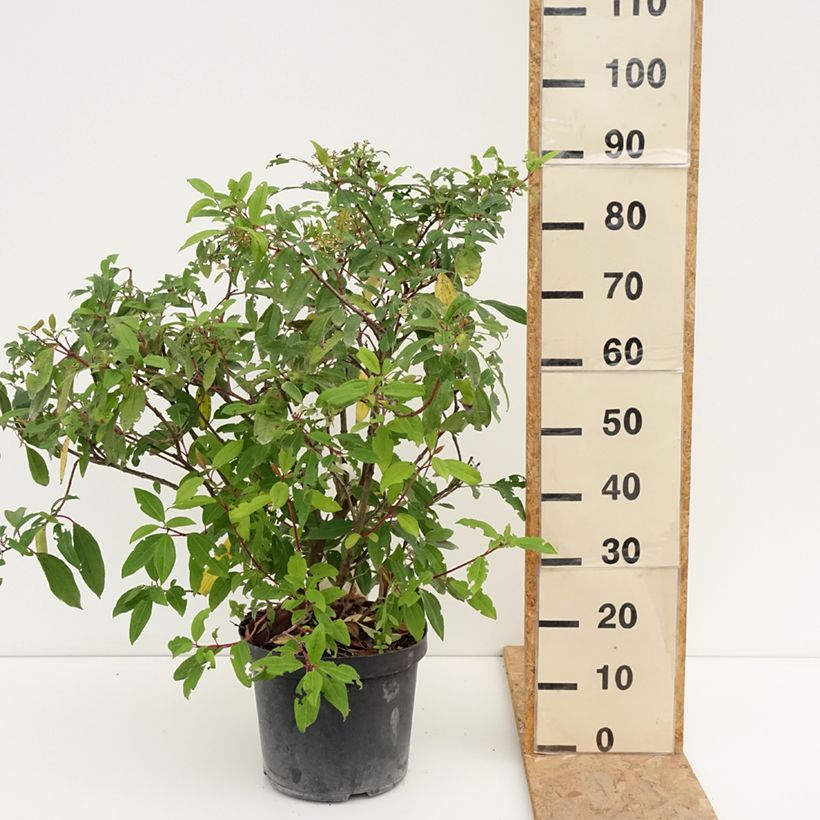 Viburnum davidii Angustifolium 7.5L/10L pot sample as delivered in summer