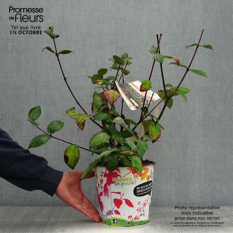 Viburnum burkwoodii Mohawk 4L/5L pot sample as delivered in autumn