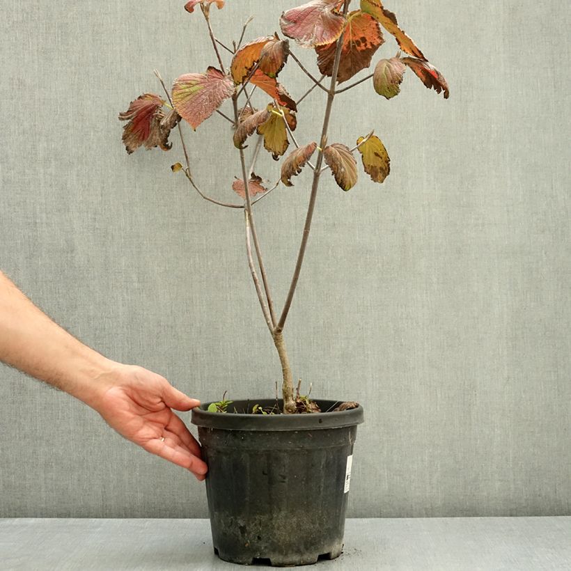 Viburnum furcatum - Forked viburnum 6L/7L pot sample as delivered in autumn