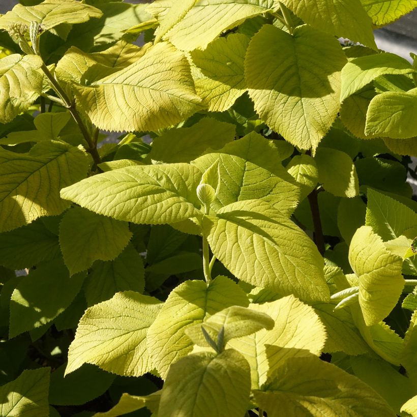 Viburnum lantana Aureum - Wayfaring tree (Foliage)