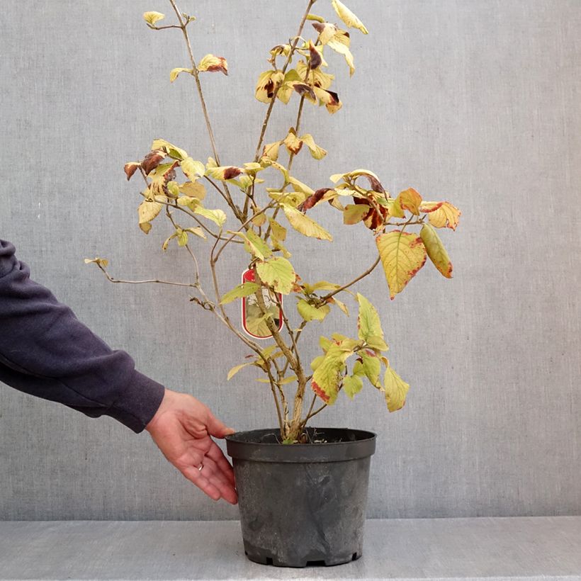 Viburnum lantana Aureum - Wayfaring tree 4L/5L pot sample as delivered in autumn