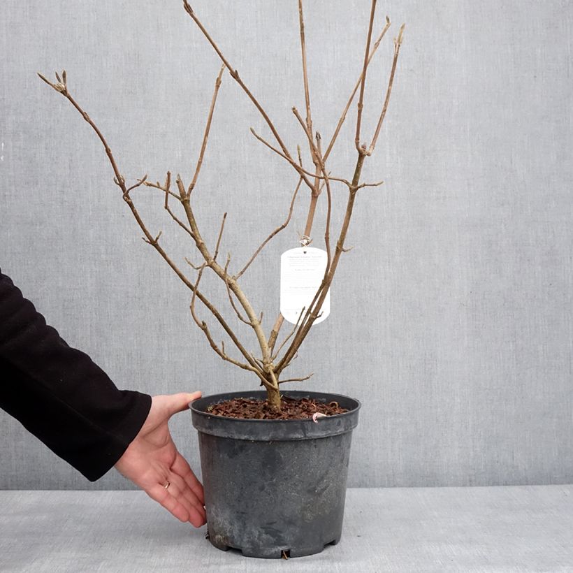 Viburnum lantana Aureum - Wayfaring tree 4L/5L pot sample as delivered in winter