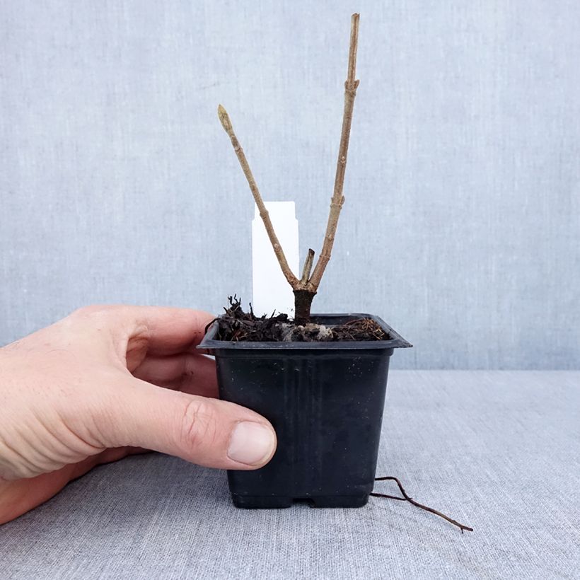 Viburnum lantana 8/9 cm pot sample as delivered in winter