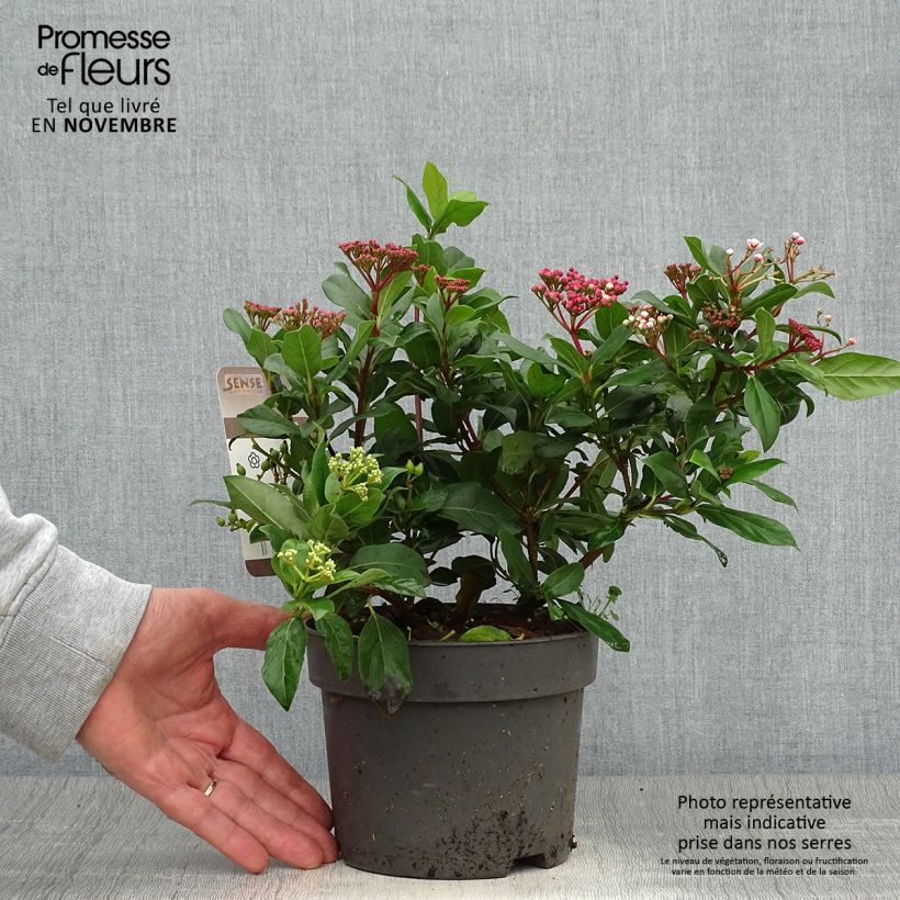 Viburnum tinus Gwenllian 2L/3L pot sample as delivered in autumn