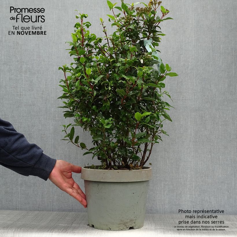Viburnum tinus Spirit 7.5L/10L pot sample as delivered in autumn