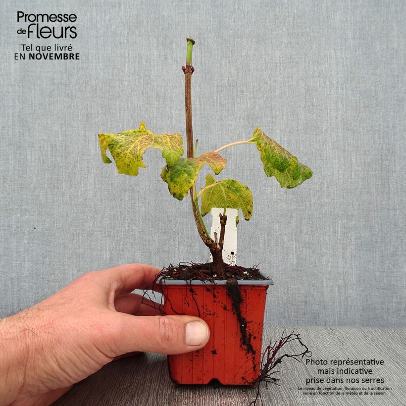 Viburnum opulus Compactum 8/9 cm pot sample as delivered in autumn