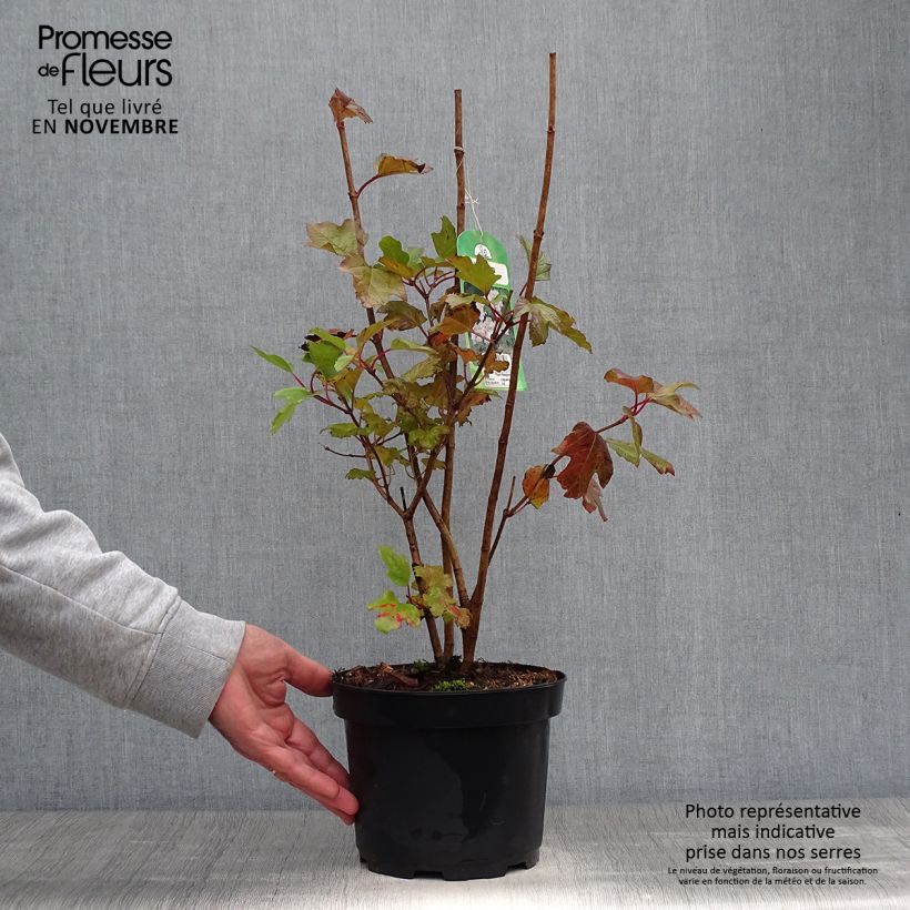 Guelder rose - Viburnum opulus 2L/3L pot sample as delivered in autumn