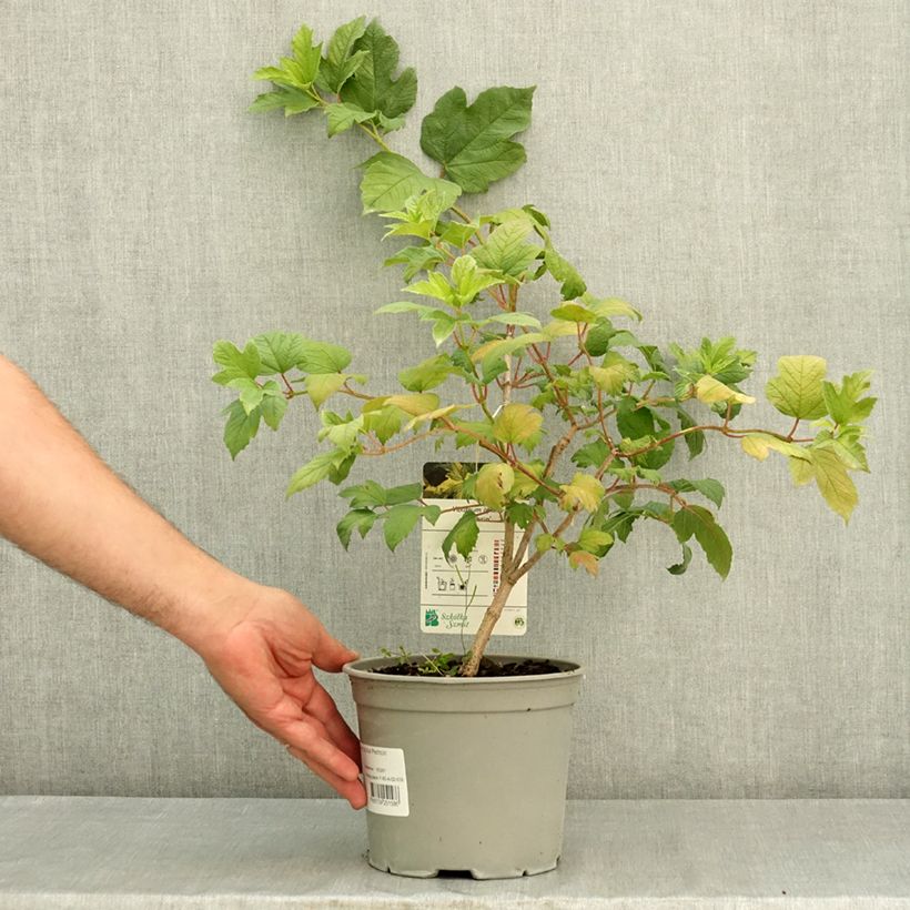 Viburnum opulus Pechcin - Guelder Rose 3L/4L pot sample as delivered in summer