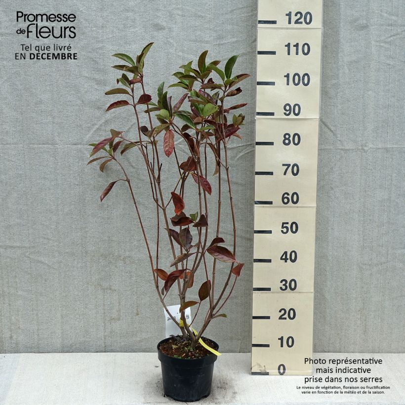 Viburnum odoratissimum  2L/3L pot sample as delivered in autumn