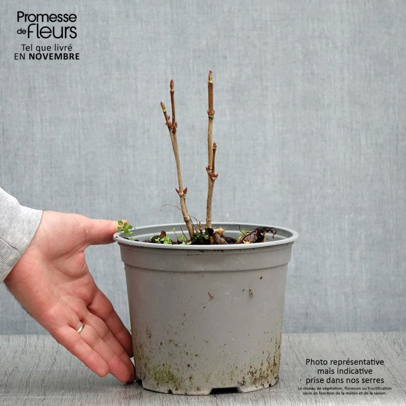 Viburnum trilobum Spring Red Compact 3L/4L pot sample as delivered in autumn