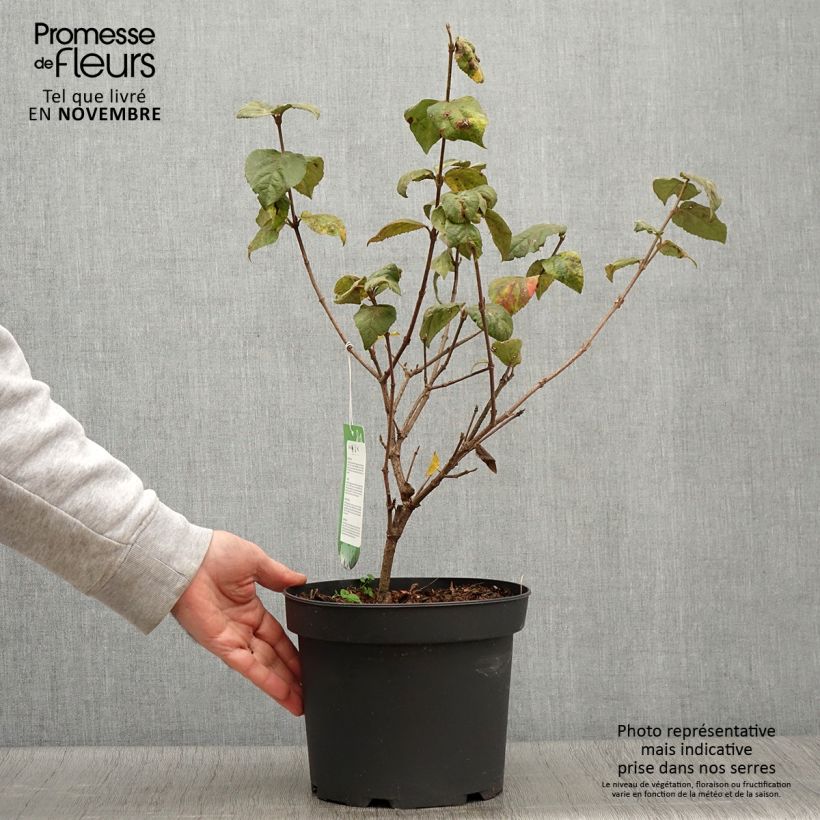 Viburnum carlesii Aurora 3L/4L pot sample as delivered in autumn
