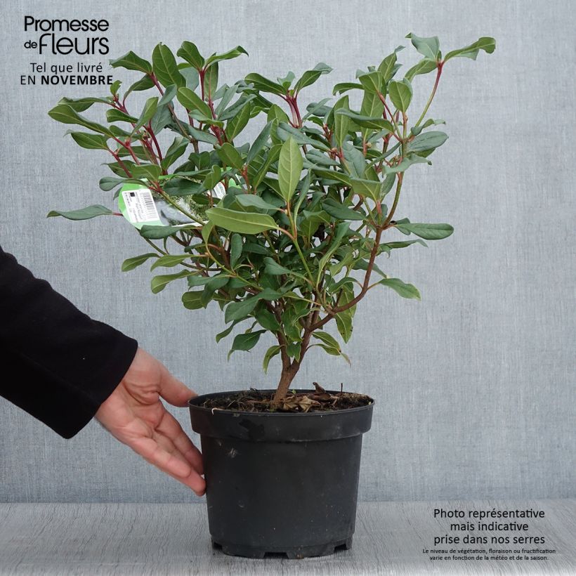 Viburnum globosum Jermyns Globe 3L/4L pot sample as delivered in autumn