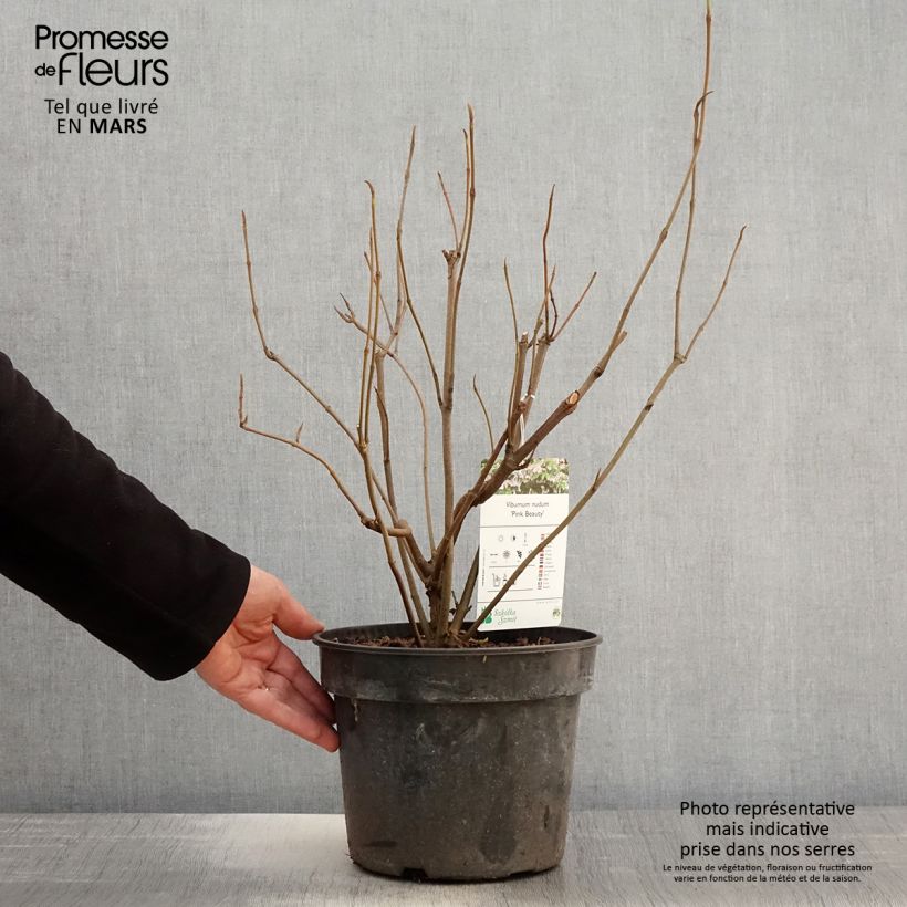 Viburnum nudum Pink Beauty 3L/4L pot sample as delivered in spring