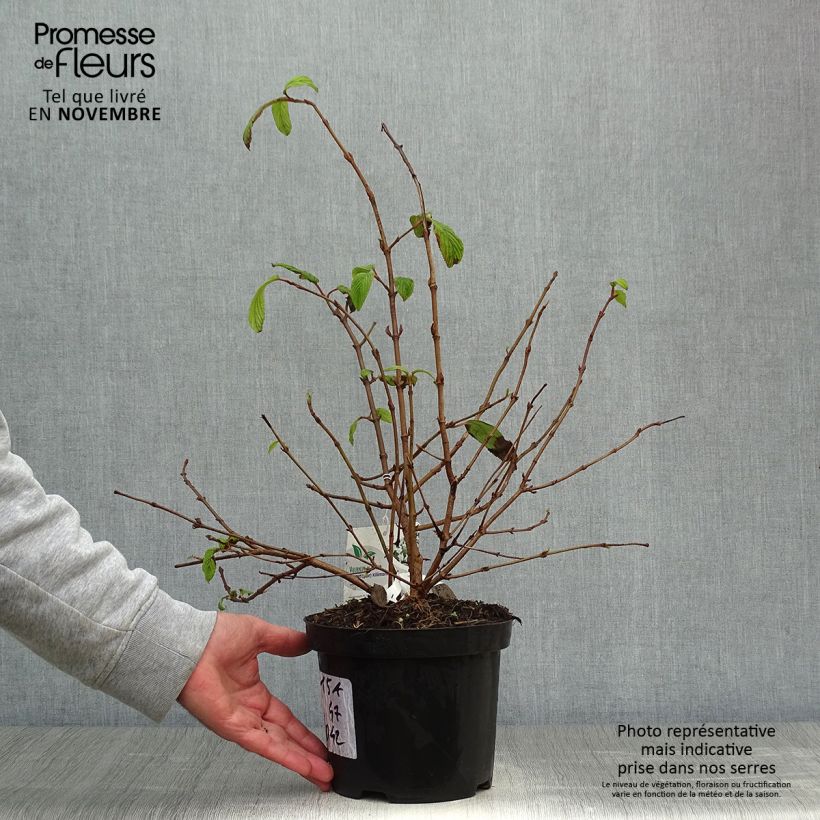 Viburnum plicatum Kilimanjaro 2L/3L pot sample as delivered in autumn