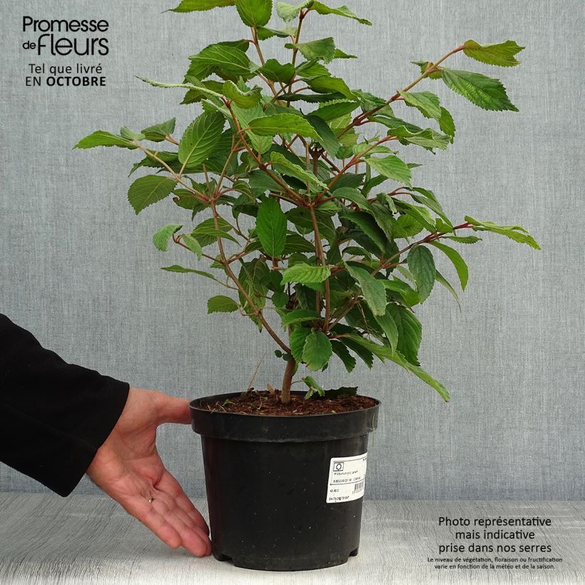 Viburnum plicatum Lanarth 2L/3L pot sample as delivered in autumn