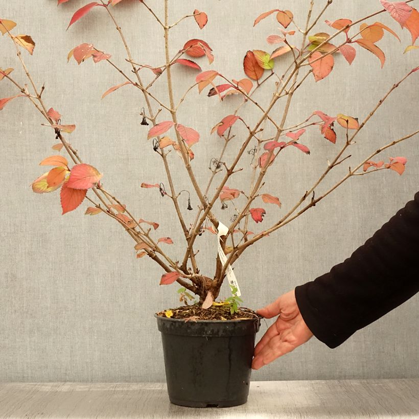 Viburnum plicatum Opening Day 3L/4L pot sample as delivered in autumn