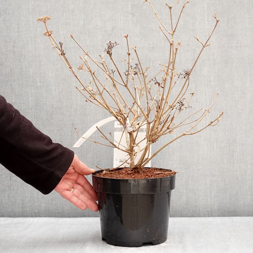 Viburnum plicatum Pinkawai® - Viorne de Chine Pinkawai 3L/4L pot sample as delivered in winter