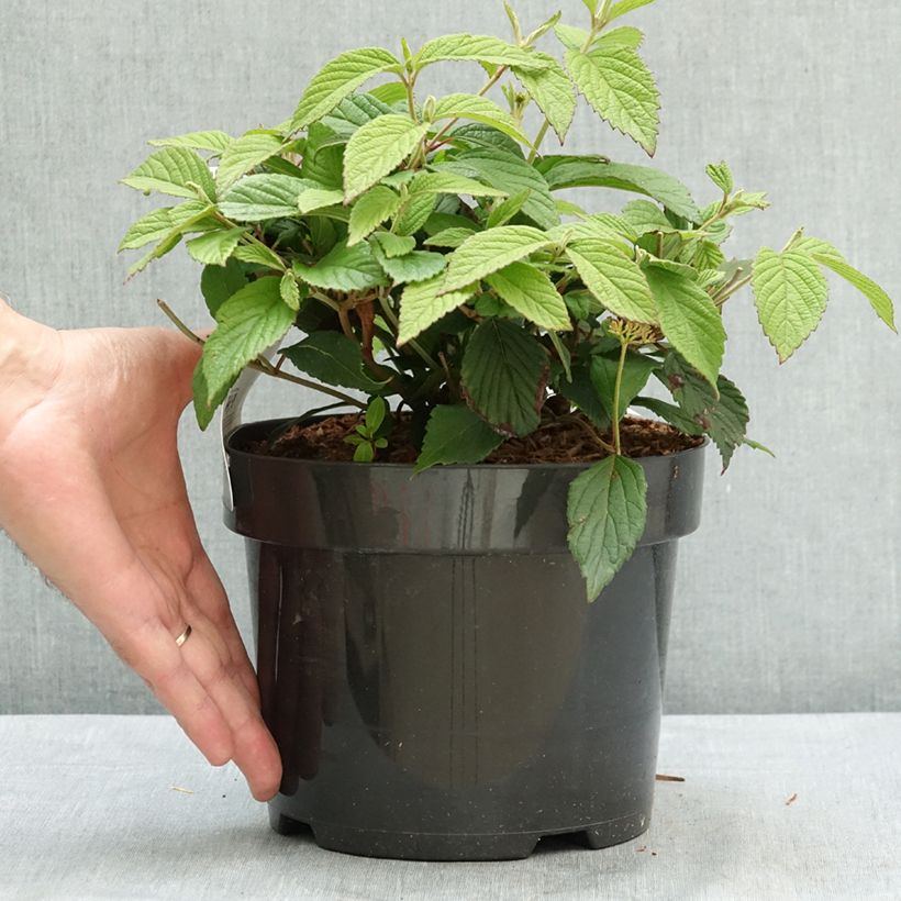 Viburnum plicatum Pinkimono 3L/4L pot sample as delivered in summer