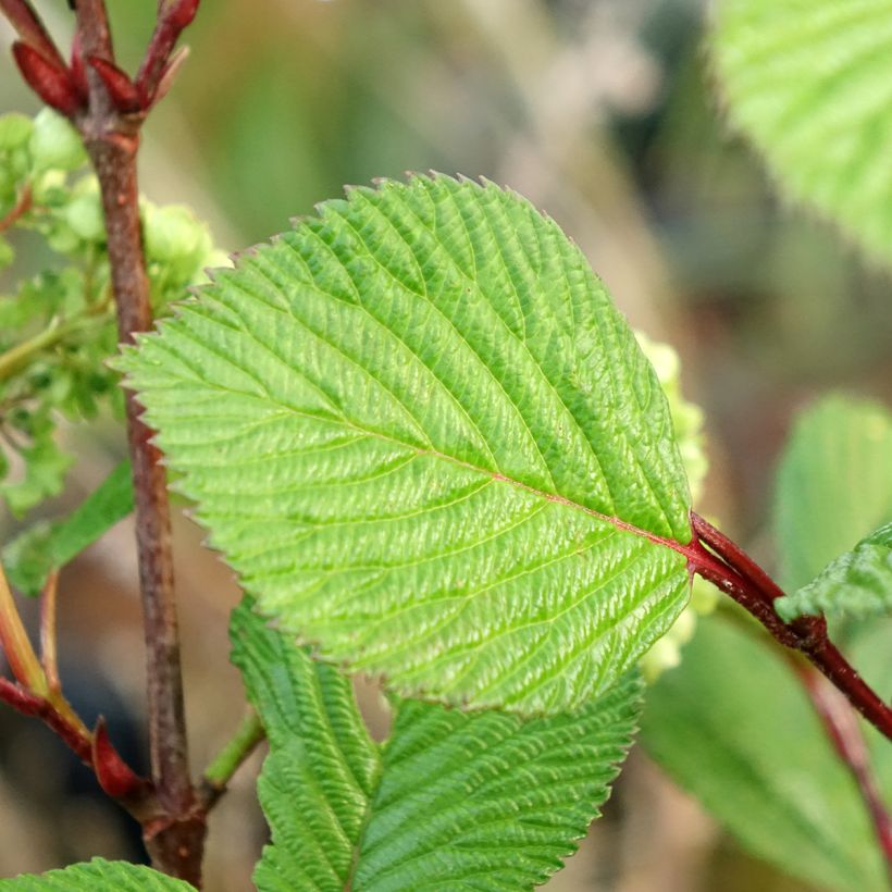 Viburnum plicatum f. tomentosum Kilimandjaro Sunrise - Japanese Snowball (Foliage)